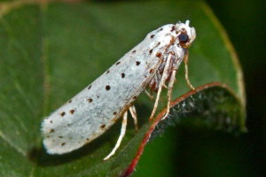 Комп'ютерні моль - комах байдужий до шуби Комп'ютерні моль - комах байдужий до шуби